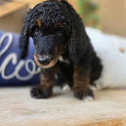 Dr. Pepper - Phantom male Poodle puppy in Mesa, Arizona from Desert Doodles