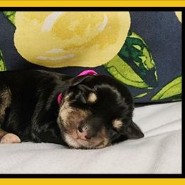 Nora - Black and silver female Miniature Schnauzer puppy in Lebanon, Missouri from Cedar Glades Canines