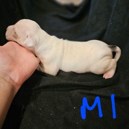 Boy 1 - White and brindle male American Bulldog puppy in Yellville, Arkansas from Offerman Family Bulldogs