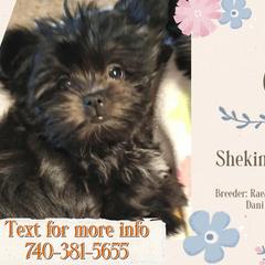 Cello - Black male Mi-Ki puppy in Toronto, Ohio from Shekinah’s Mi-Kis & Cricket Hill’s Westies