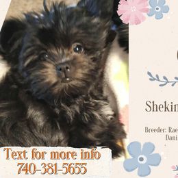 Cello - Black male Mi-Ki puppy in Toronto, Ohio from Shekinah’s Mi-Kis & Cricket Hill’s Westies