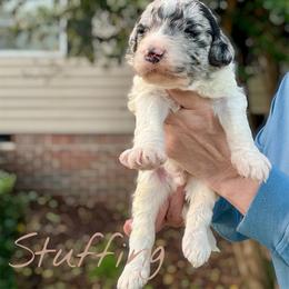 Stuffing - Parti male Goldendoodle puppy in Mocksville, North Carolina from Little Bear Doodles