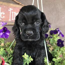 Cocker Spaniels and Pomeranians from Hidden Valley Pomeranians & Cocker Spaniels