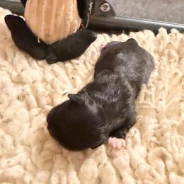 Helena - Black female Shih Tzu puppy in Durham, North Carolina from The 🐾 Tang Clan Chronicle & Nursery