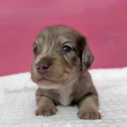 Alan - Dapple male Dachshund puppy in Chandler, Arizona from Vonaducci Doxies, LLC.