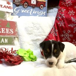 Border Collie and Jack Russell Terrier Puppies from CP FARMS BORDER COLLIES N JACKS CORP