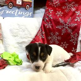 Border Collie and Jack Russell Terrier Puppies from CP FARMS BORDER COLLIES N JACKS CORP