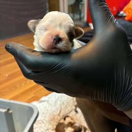 Boy 2 - Gold and white male Shih Tzu puppy in Memphis, Tennessee from Lady Class Kennel