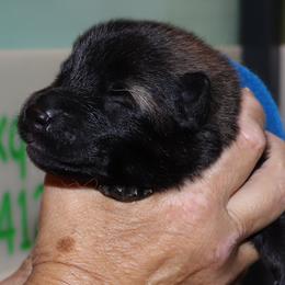 Blue Collar - Black male Eurasier puppy in Lakewood, Ohio from Exquisite Eurasier