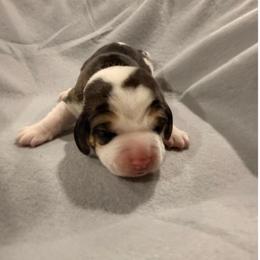 White Collar- Boy - Black white and tan male Beagle puppy in Las Vegas, Nevada from Hound Kings