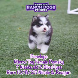 Penelope - Black and white female Pomsky puppy in Humeston, Iowa from M.A.R. Dogs
