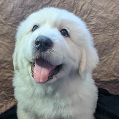 Great Pyrenees Puppies from Duck Creek Poultry Place & Wilson's Waterfowl