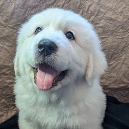 Great Pyrenees Puppies from Duck Creek Poultry Place & Wilson's Waterfowl