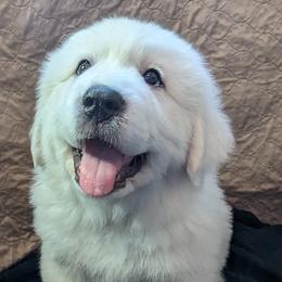 Great Pyrenees Puppies from Duck Creek Poultry Place & Wilson's Waterfowl