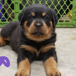  Puppies from SPOON RIVER ROTTWEILERS