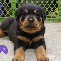  Puppies from SPOON RIVER ROTTWEILERS