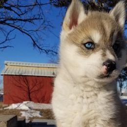 Murphy - Gray and white Siberian Husky puppy in Mccool Junction, Nebraska from Sininger Lagoon