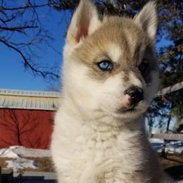 Murphy - Gray and white Siberian Husky puppy in Mccool Junction, Nebraska from Sininger Lagoon