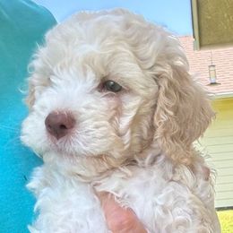 Sable Girl - Sable female Lagotto Romagnolo puppy in Riverdale, California from Curly Acres Lagotto Romagnolo
