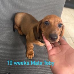 Toby - Red male Dachshund puppy in Tampa, Florida from M&M Pups