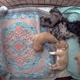 Cavapoo Puppies from Bleu Moon Cavapoo’s