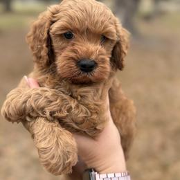 Apollo - Red  male Goldendoodle puppy in Arcadia, Florida from KnuDawn Goldendoodles and Cavapoos