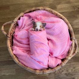 Shetland Sheepdog Puppies from Southern Charm Sheltie’s