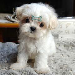 Companion Cross, Havanese, Mal-Shi, Maltese, Maltipoo, Morkie, and Shih Tzu Puppies from Seeking Shalom Acres Maltese, Maltipoos & Havamalts