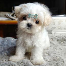 Companion Cross, Havanese, Mal-Shi, Maltese, Maltipoo, Morkie, and Shih Tzu Puppies from Seeking Shalom Acres Maltese, Maltipoos & Havamalts