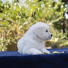 Golden Retriever Puppies from Faded Ash Goldens