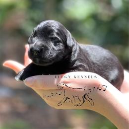 Joker - Black male Giant Schnauzer puppy in Lithia, Florida from Elegy Kennels