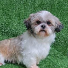 Thor - Shih Tzu