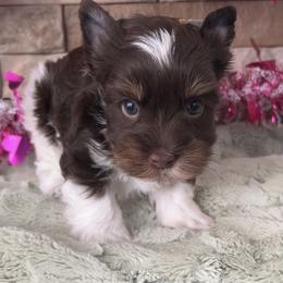 Hastings - Liver male Yorkshire Terrier puppy in Parkersburg, West Virginia from Chocolate Diamonds in the RUFF