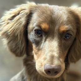 Ralphie - Dachshund