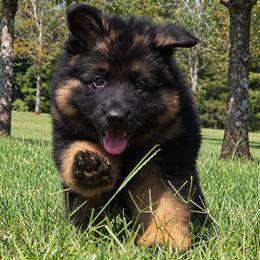 Gray Collar - Male - Black and red male German Shepherd puppy in Charlotte, North Carolina from Zuflucht K9s