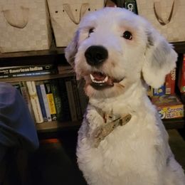 Old English Sheepdogs and Sheepadoodles from By Well Kennels