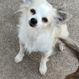 Misha - Chihuahua