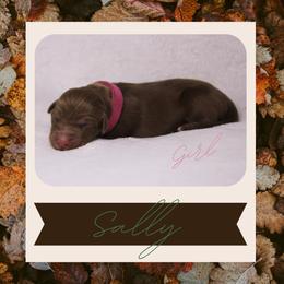 Sally - Red tri-color female Australian Shepherd puppy in Cleburne, Texas from Hudson Farm