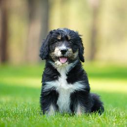 Koda - Black tri-color male Aussiedoodle puppy in Spokane, Washington from Lilac City Doodles