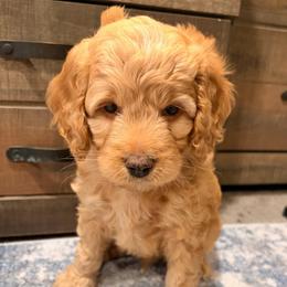 Slinky Dog ( brown collar) - Buff male Cockapoo puppy in Atco, New Jersey from Flannery’s lucky puppies 🍀