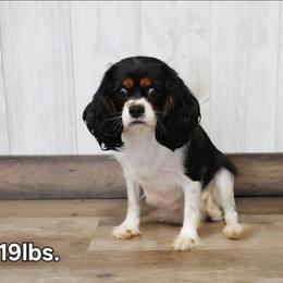 Iris - Cavalier King Charles Spaniel