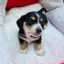 Rhys - Black and cream male Dachshund puppy in Anniston, Alabama from Mini Dachshund Loves