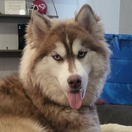 Diamond - Siberian Husky