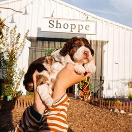 Trekk - Brown merle male Aussiedoodle puppy in Saratoga Springs, Utah from Sage & Paws Puppy co.