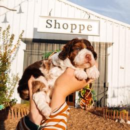 Trekk - Brown merle male Aussiedoodle puppy in Saratoga Springs, Utah from Sage & Paws Puppy co.