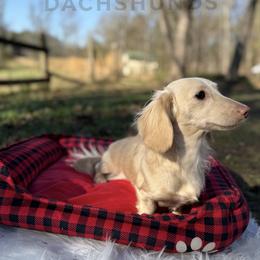 Tilly - Dachshund