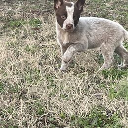 Australian Cattle Dog Puppies from Twisted C Heelers