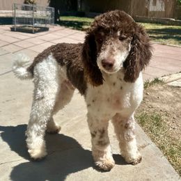 Teddy - Goldendoodle