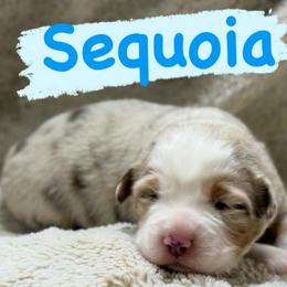 Sequoia - Red merle male Miniature Australian Shepherd puppy in South Central, Pennsylvania from Windy Hills Mini Aussies & Doodles