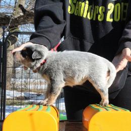 Summit - Red - Blue female Australian Cattle Dog puppy in Colbert, Oklahoma from LoveAHeeler